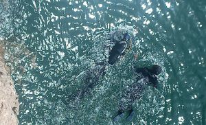 b_300_0_16777215_00_images_b-1403.31.01.jpg